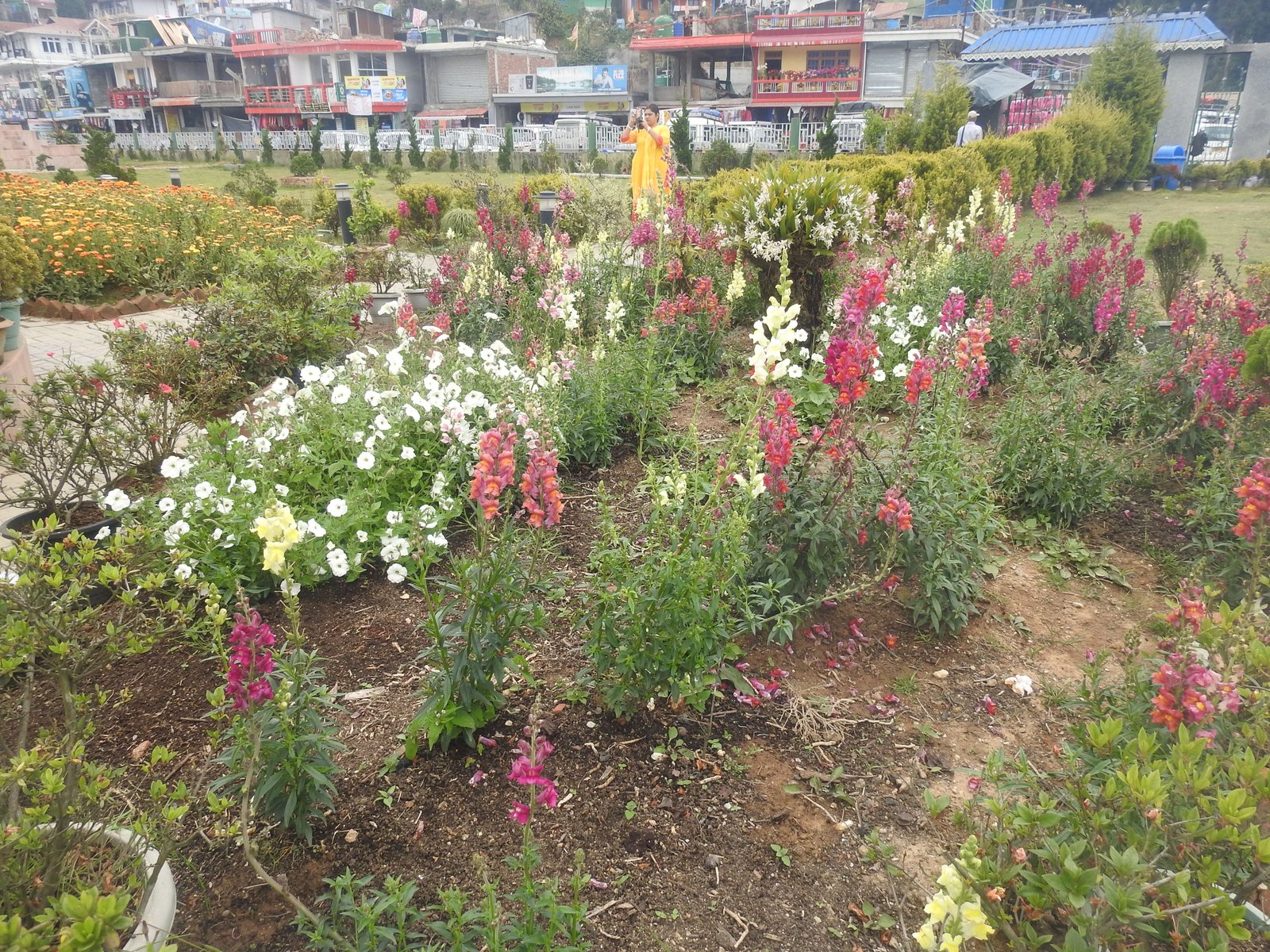 Assam - photo 2