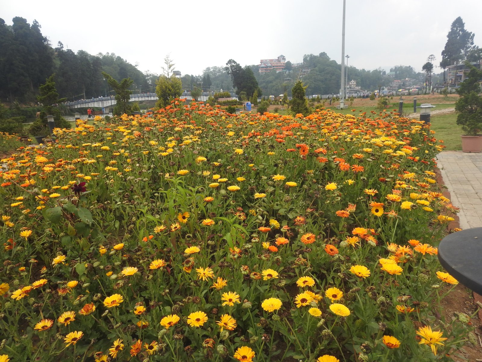Assam - photo 3