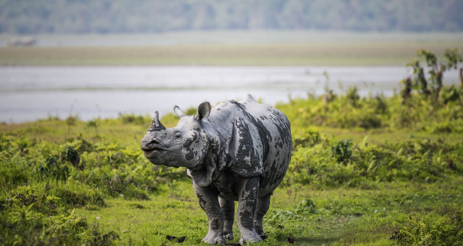Assam