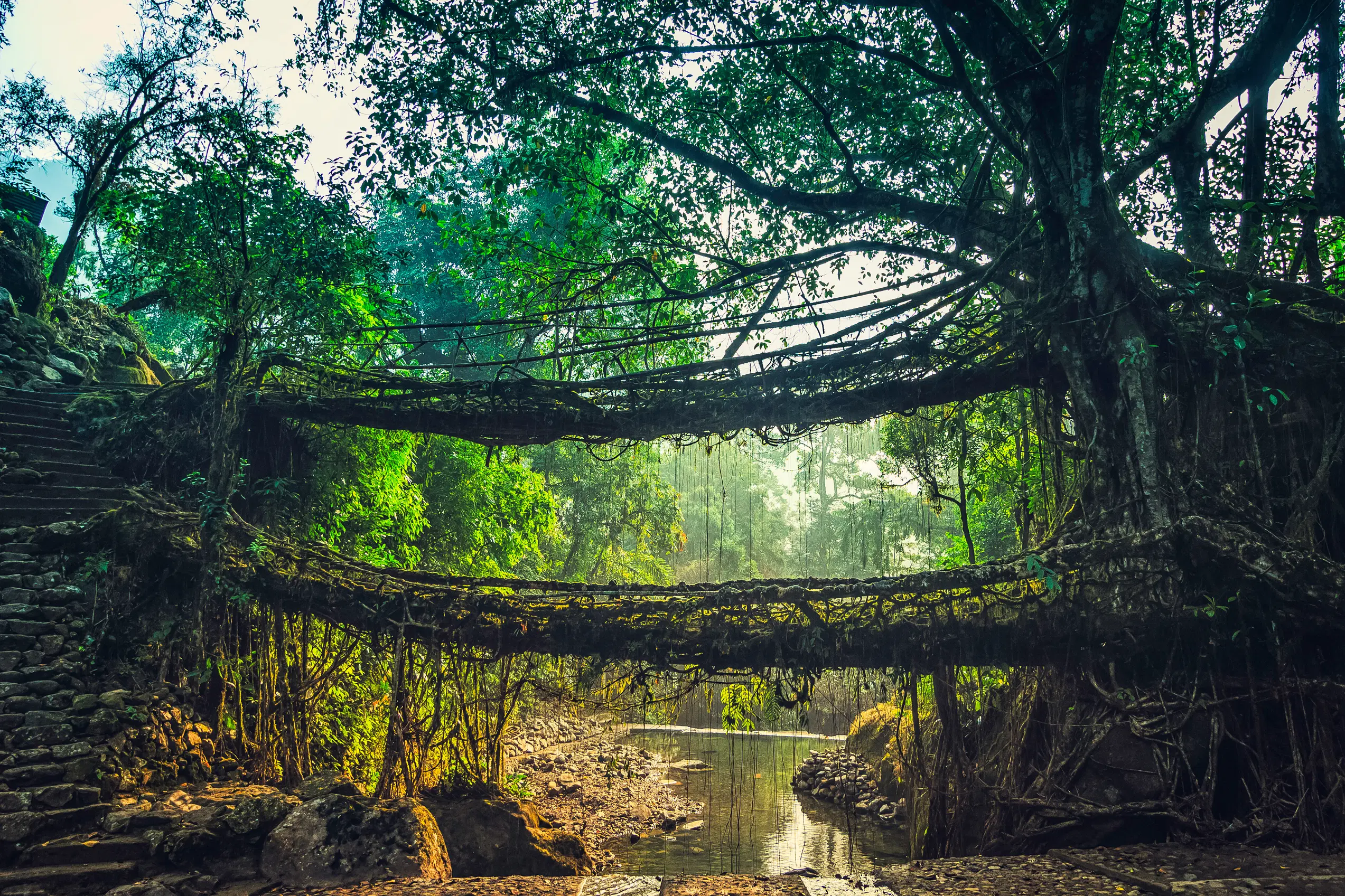 Living Root Bridges